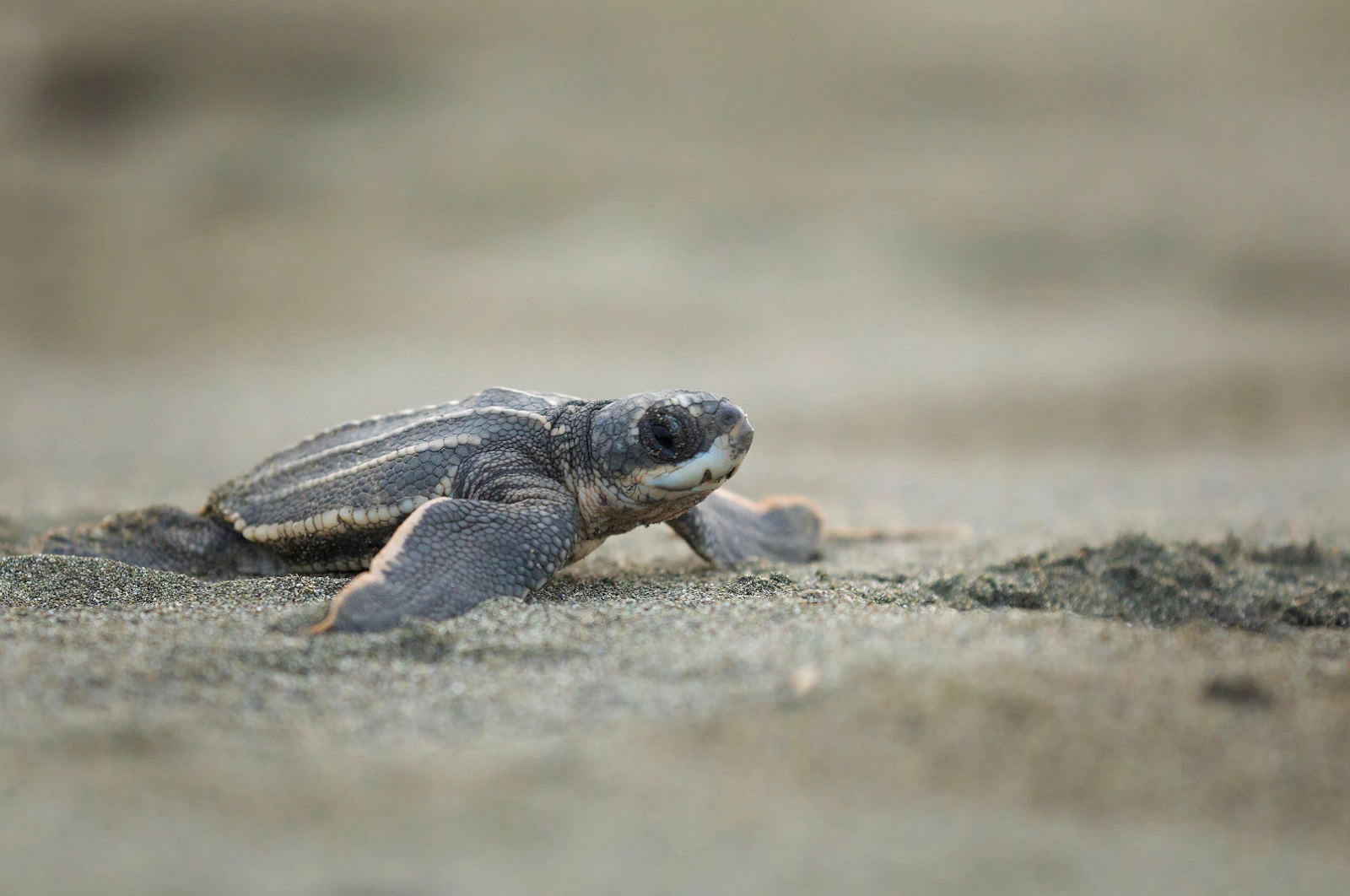  sea turtle